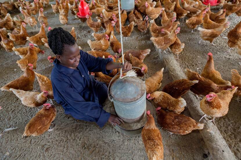 Jongeren houden kippen in Uganda