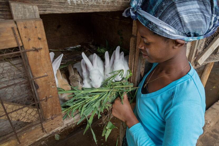 Konijnen houden in Uganda