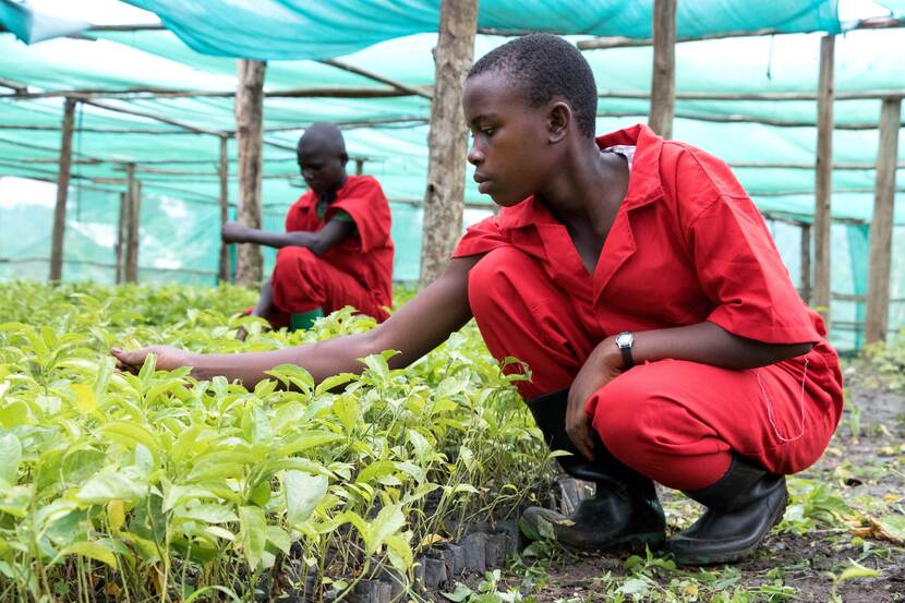 Ugandese jongeren verbouwen kleine plantjes